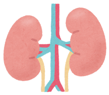 腎臓とは？(働き、代表的な腎臓疾患)